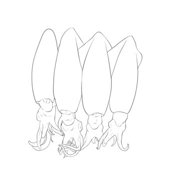筆管魚(yú)