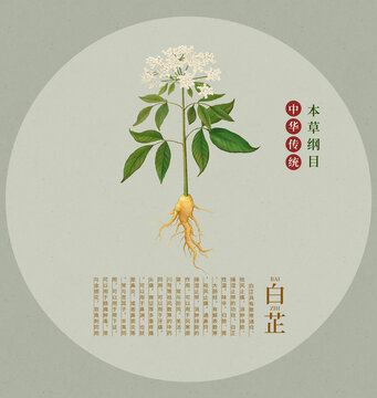 白芷中草藥插畫