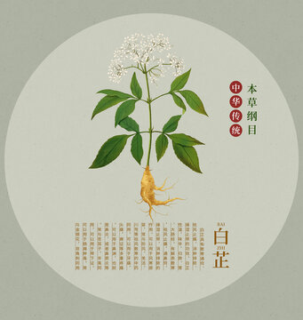 白芷