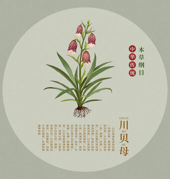 川貝母中草藥手繪插畫