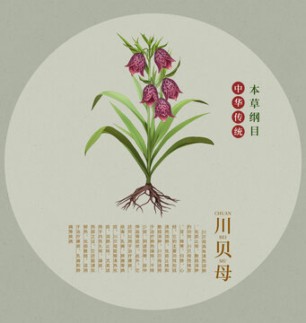 川貝母中草藥手繪插畫