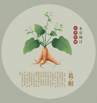 葛根手繪插畫包裝