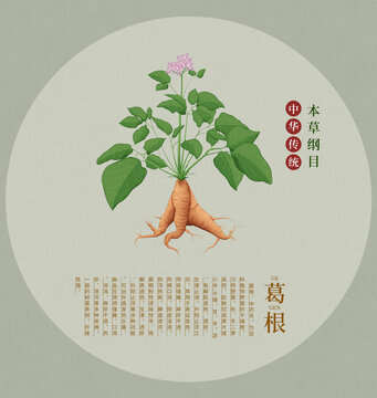 葛根插畫