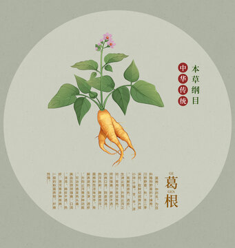 葛根