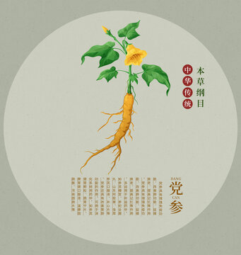 黨參插畫