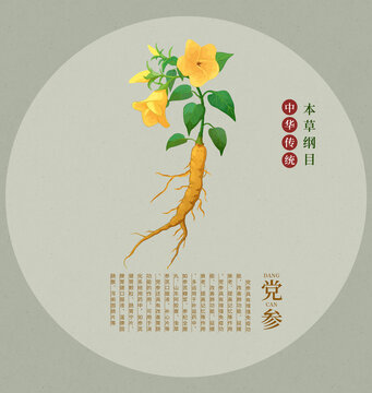 黨參中草藥插畫