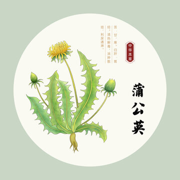 手繪蒲公英