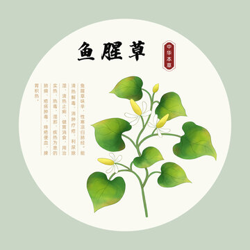 手繪魚腥草