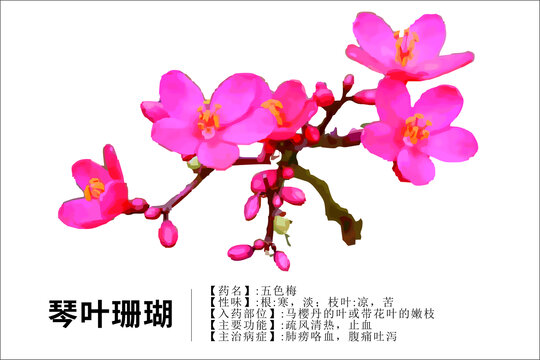 琴葉珊瑚