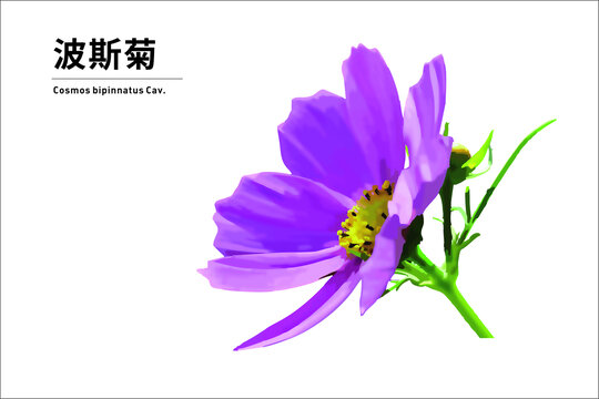 波斯菊