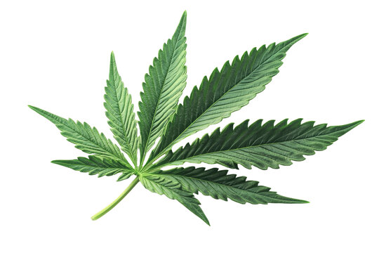[免摳素材]高清大圖綠色大麻葉子
