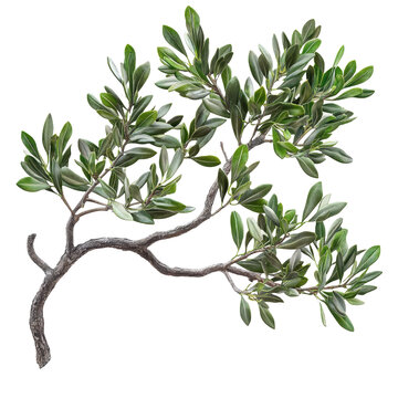 [免摳素材]綠色植物枝條