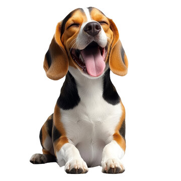 [免摳素材]快樂的比格犬肖像