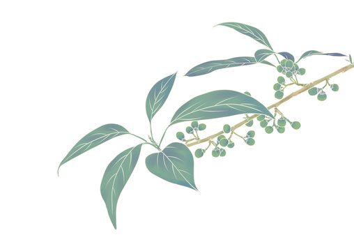 木姜子