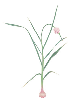 蒜