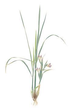 香茅