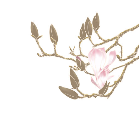 辛夷