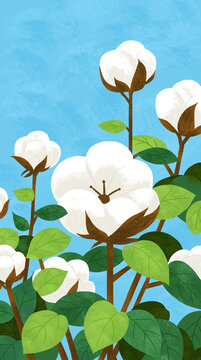 棉花插畫