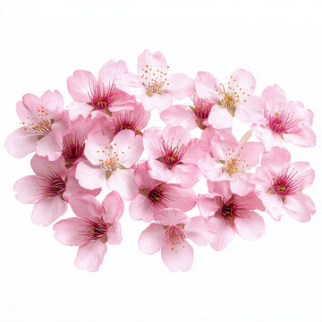 粉嫩櫻花花朵的美麗綻放