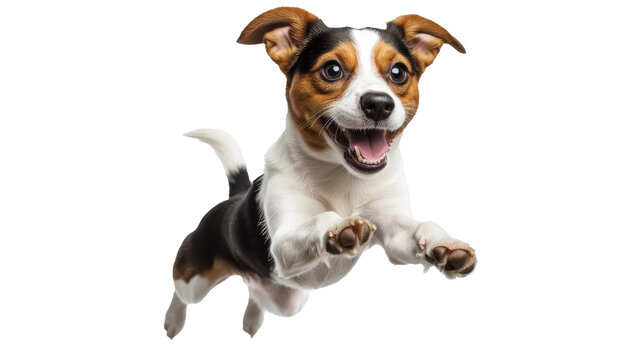 [免摳素材]一只快樂的杰克羅素梗犬在空中飛躍