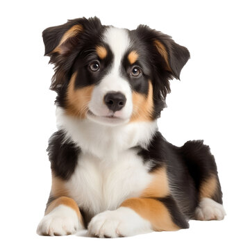 [免摳素材]可愛邊境牧羊犬幼犬肖像