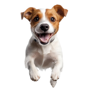 [免摳素材]快樂杰克羅素梗犬跳躍