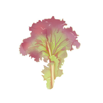 紫葉生菜