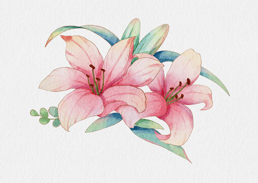 百合花