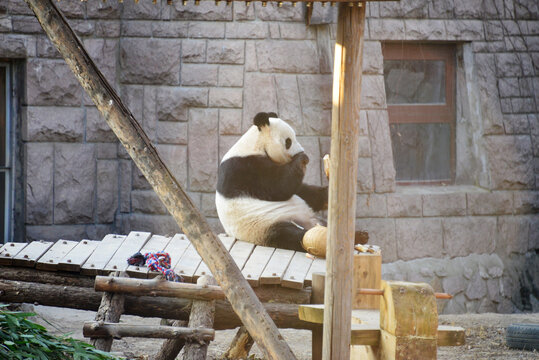 北京動物園大熊貓