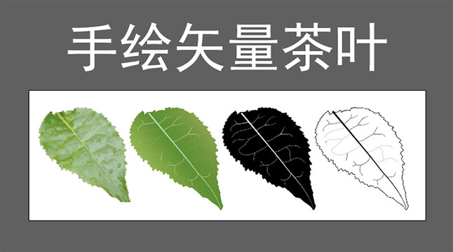 手繪矢量茶葉