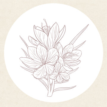 藏紅花白描