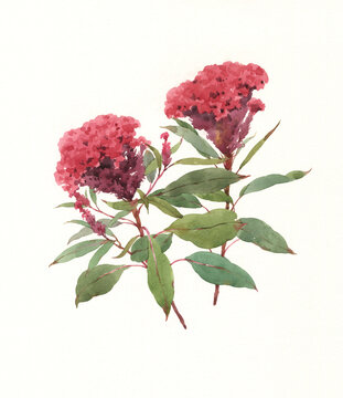 水彩繪畫雞冠花