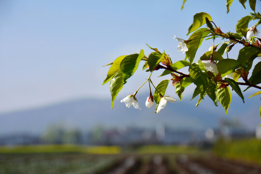 白櫻花