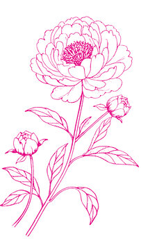 牡丹花朵插圖版畫素描底紋包裝矢量圖