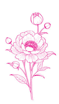 牡丹花朵插圖版畫素描底紋包裝矢量圖
