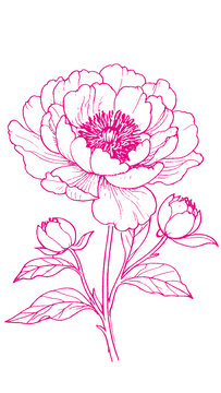 牡丹花朵插圖版畫素描底紋包裝矢量圖