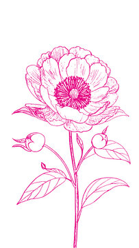 牡丹花朵插圖版畫素描底紋包裝矢量圖