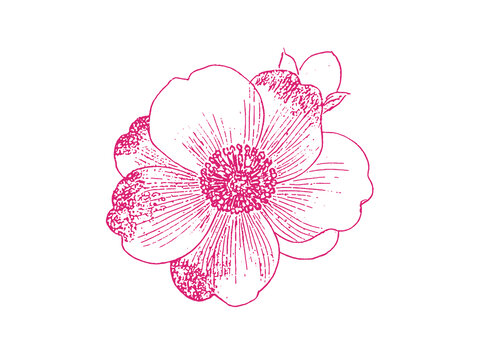 山茶花朵插圖版畫素描底紋包裝矢量圖