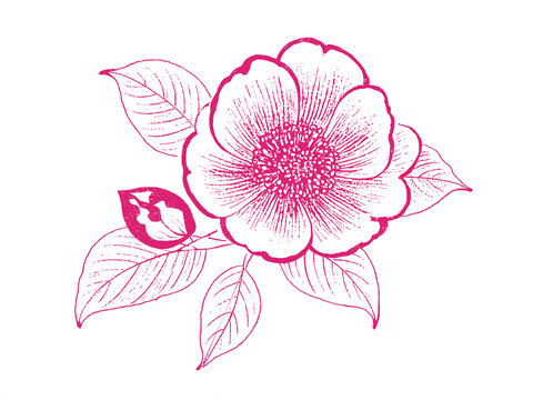 山茶花朵插圖版畫素描底紋包裝矢量圖