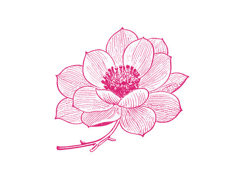 山茶花朵插圖版畫素描底紋包裝矢量圖