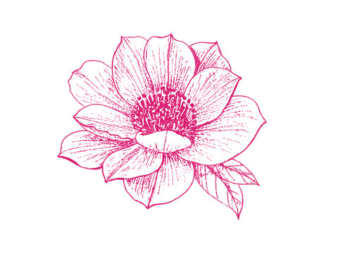 山茶花朵插圖版畫素描底紋包裝矢量圖
