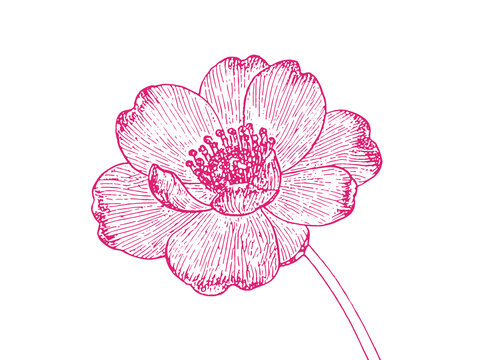 山茶花朵插圖版畫素描底紋包裝矢量圖