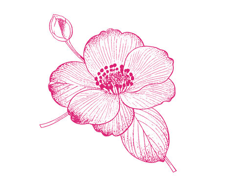 山茶花朵插圖版畫素描底紋包裝矢量圖