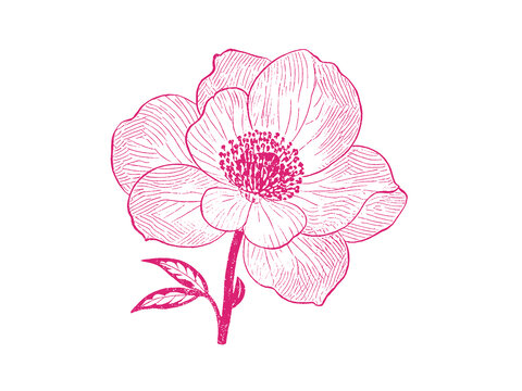 山茶花朵插圖版畫(huà)素描底紋包裝矢量圖
