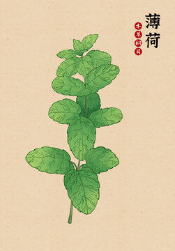 草藥薄荷