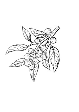 花椒線描