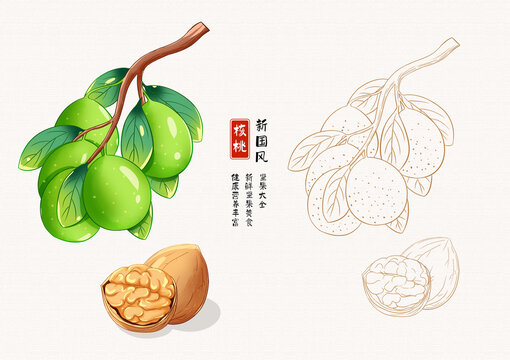 核桃插畫白描
