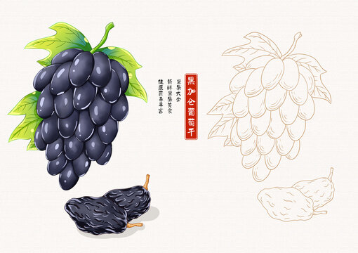 黑加侖葡萄干插畫白描
