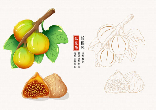 無花果插畫白描