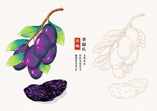 西梅插畫白描